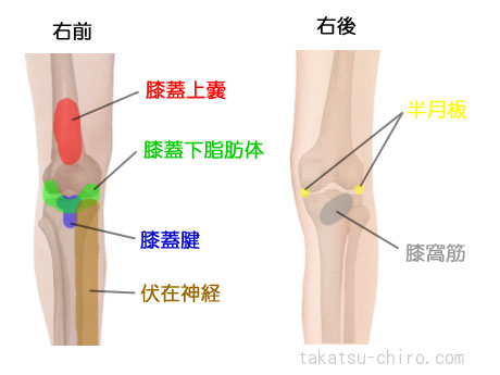 膝前の痛みと膝裏膝後ろの痛みを引き起こす組織