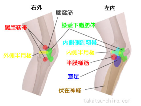 膝内側の痛みと膝外側の痛みを引き起こす組織