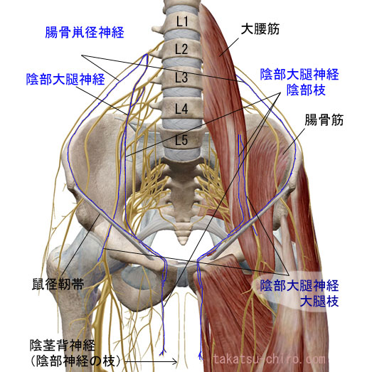 陰部大腿神経、腸骨鼡径神経