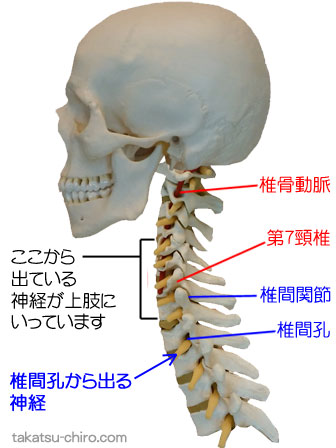 椎間孔から出る上肢の神経