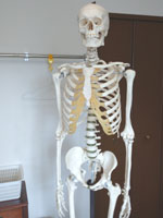 骨格模型で恥骨痛の部位を確認