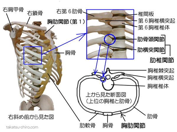 肋椎関節と胸肋関節