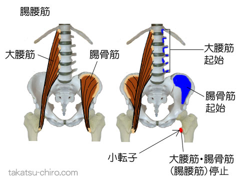 腸腰筋（大腰筋と腸骨筋）の付着部、起始、停止