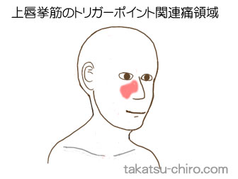 上唇挙筋の顔の痛みの領域