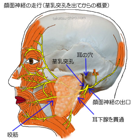 第7脳神経、顔面神経の走行