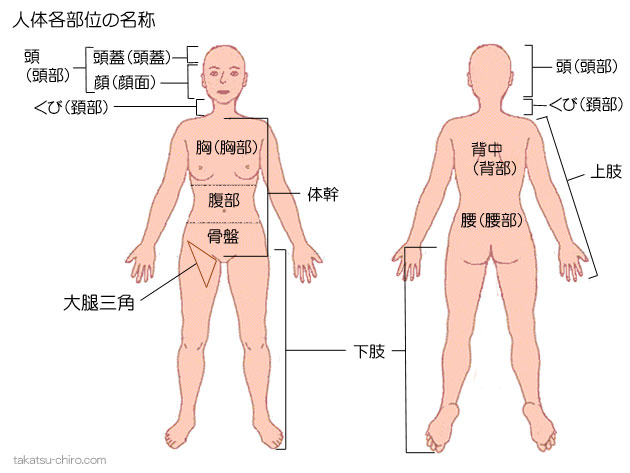 人体各部の名称、頭（頭部）、頭蓋（頭蓋とうがい）、顔（顔面）、頭のつけ根（後頭）、くび（頚部けいぶ）、体幹（体幹）、胸（胸部）、腹（腹部）、骨盤（骨盤）、背中（背部）、腰（腰部）、上肢（上肢）、下肢（下肢）
