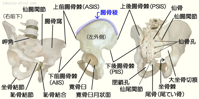 骨盤の各部位の名称