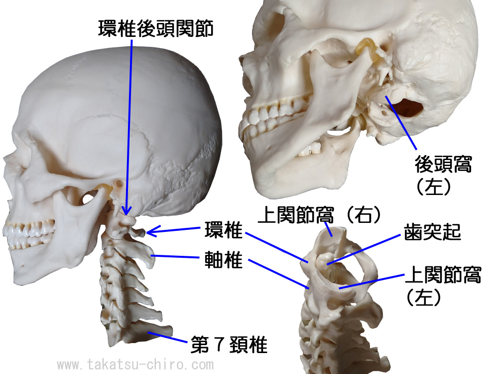 環椎後頭関節、後頭骨と環椎の関節
