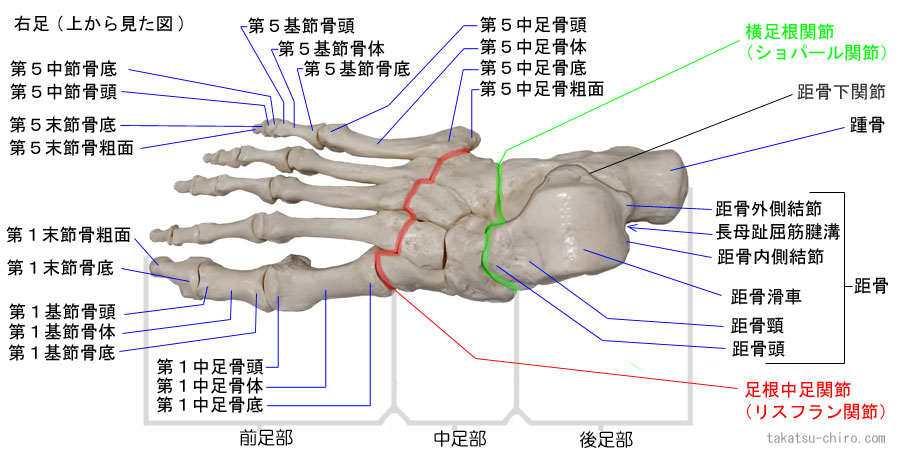 前足部、中足部、後足部、横足根関節、ショパール関節、足根中足関節、リスフラン関節、距骨下関節、中足骨体、中足骨頭、中足骨底、基節骨体、基節骨頭、基節骨底、中節骨頭、中節骨底、末節骨底、末節骨粗面、距骨滑車、距骨頭、距骨頸、距骨外側結節、距骨内側結節、長母趾屈筋腱溝