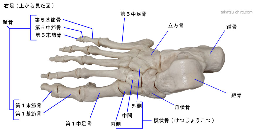 足の骨の名称、距骨、踵骨、舟状骨、立方骨、楔状骨、中足骨、趾骨、基節骨、中節骨、末節骨