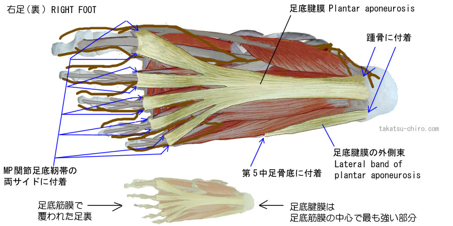 足裏の浅層、足底腱膜