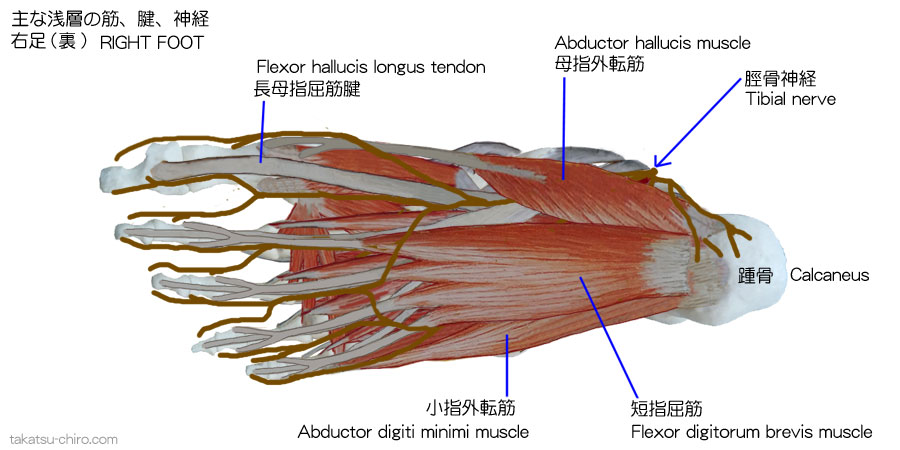 長母指屈筋腱、Flexor hallucis longus tendon、踵骨、Calcaneus、脛骨神経、Tibial nerve、母指外転筋、Abductor hallucis muscle、小指外転筋、Abductor digiti minimi muscle、短指屈筋、Flexor digitorum brevis muscle