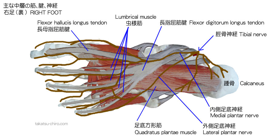 足裏中間層の主な筋・腱・神経の構成、長母指屈筋腱、踵骨、脛骨神経、内側足底神経、外側足底神経、長指屈筋腱、足底方形筋、虫様筋