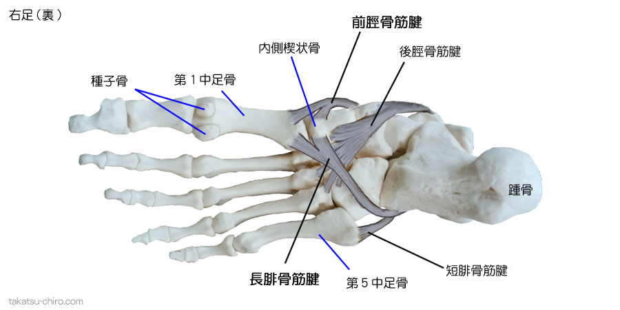 前脛骨筋腱と長腓骨筋腱の第１中足骨底と内側楔状骨での付着（停止）部、短腓骨筋腱の付着（停止）部、後脛骨筋腱の付着（停止）部