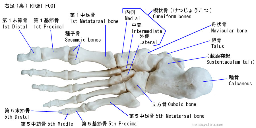 下から見た足の骨（足の裏）、距骨、踵骨、舟状骨、立方骨、内側楔状骨、中間楔状骨、外側楔状骨、種子骨、載距突起、中足骨、趾骨、基節骨、中節骨、末節骨