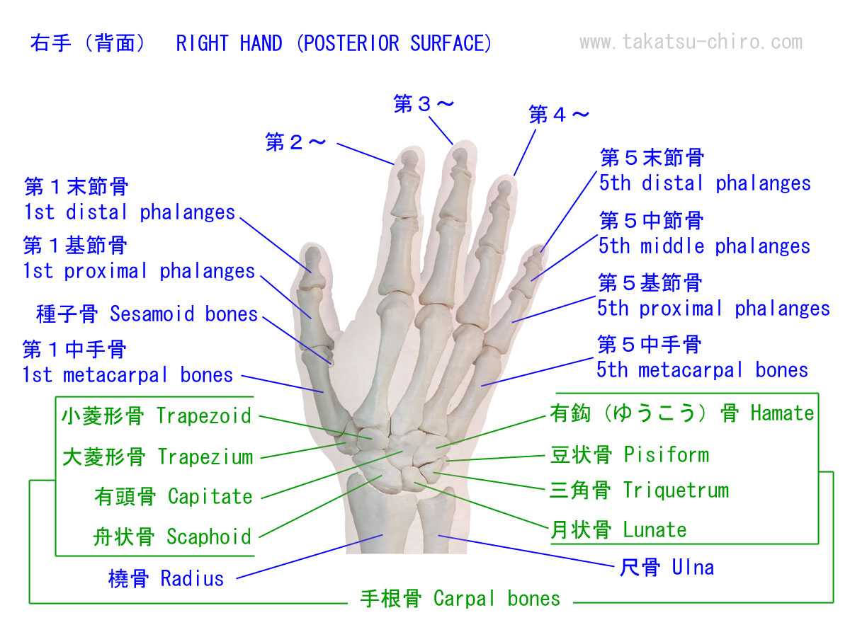 手の甲側から見た手の骨の構成と名称