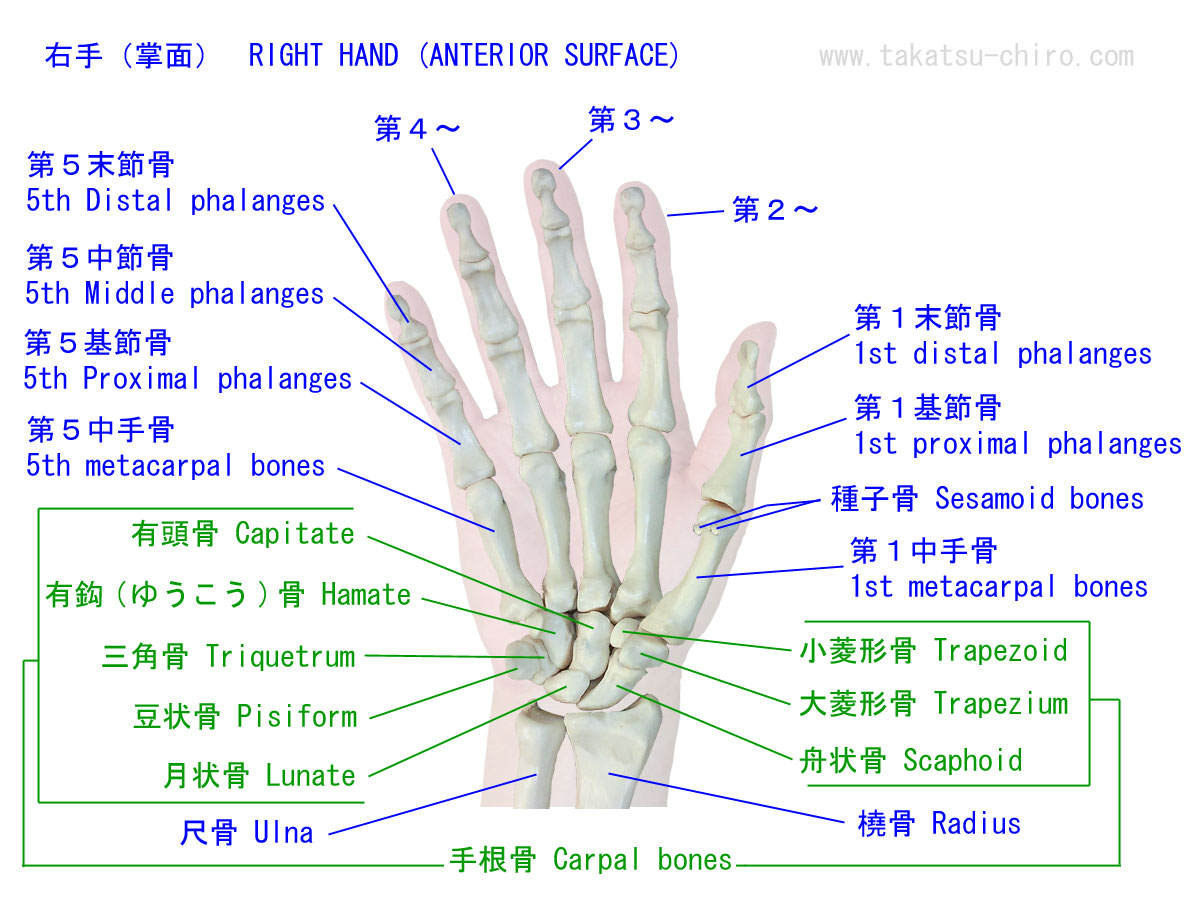 手の平側から見た手の骨の構成と名称