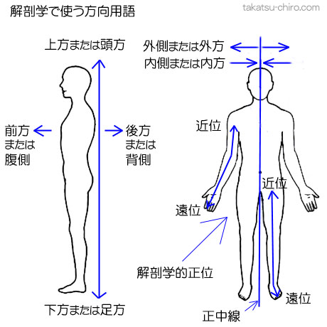 解剖学方向用語、上方、頭方、下方、足方、前方、腹側、後方、背側、外側、外方、内側、内方、遠位、近位
