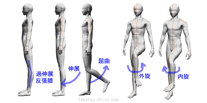 膝の屈曲、伸展、過伸展、回旋