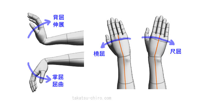 手首の屈曲、伸展、橈屈、尺屈