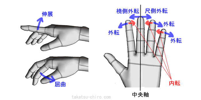 手第2指～第5指の屈曲、伸展、外転、内転