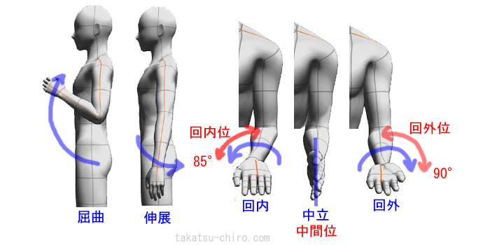 肘、前腕の屈曲、伸展、回外、回内