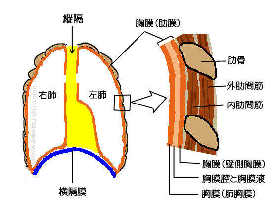 縦隔、胸膜、胸郭を覆う膜