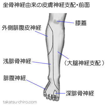 坐骨神経由来の下腿前面の皮膚神経支配領域