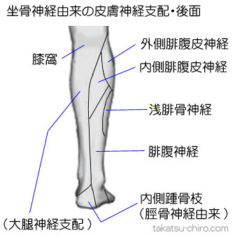 坐骨神経由来の下腿後面の皮膚神経支配領域