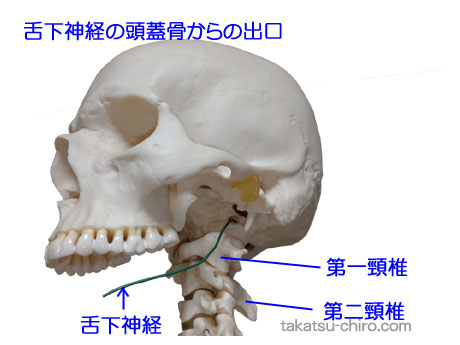 舌下神経の頭蓋骨からの出口