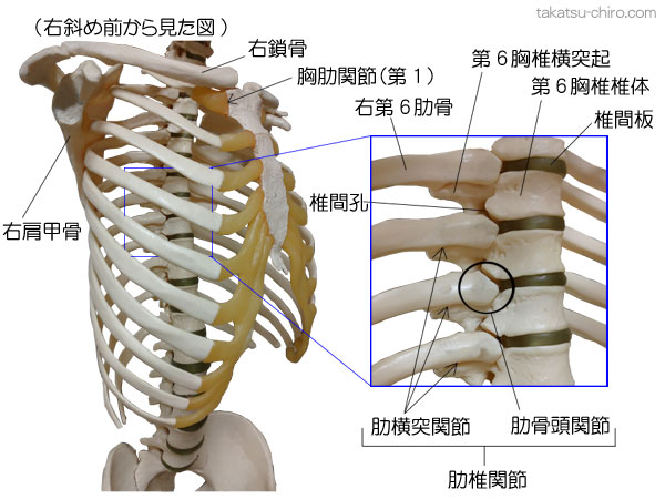 肋椎関節、肋骨頭関節、肋横突関節