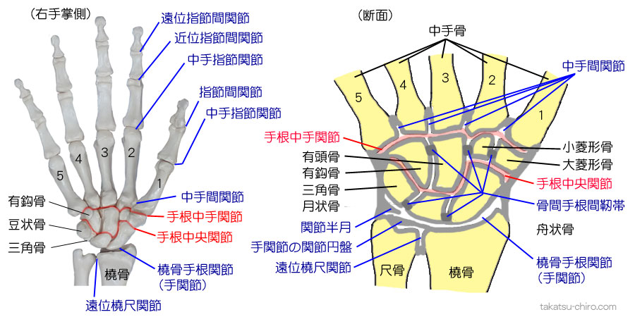 遠位橈尺関節、橈骨手根関節、手関節、遠位指節間関節、近位指節間関節、中手指節関節、中手間関節、手根中手関節、手根中央関節、骨間手根間靭帯、手の関節半月、手の関節円盤