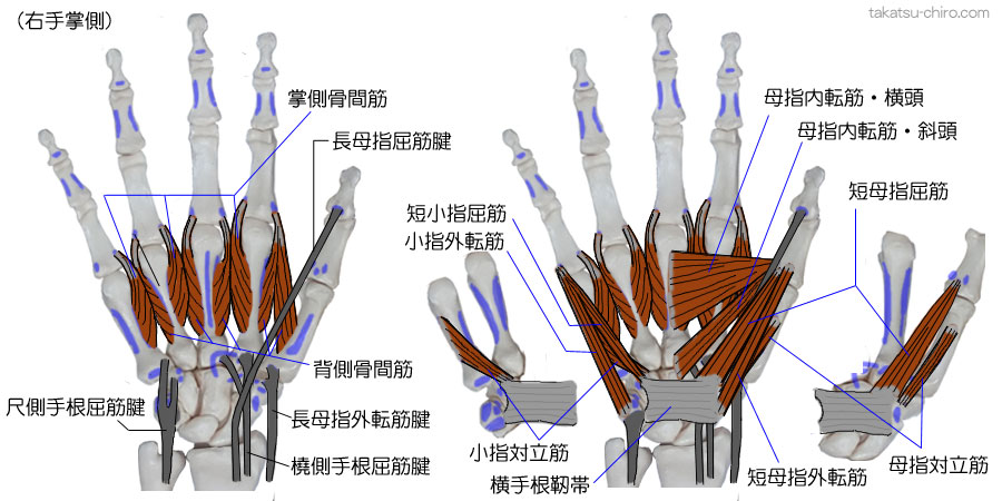 手の掌側の筋、掌側骨間筋、尺側手根屈筋腱、橈側手根屈筋腱、長母指外転筋腱、母指球筋群（短母指外転筋、短母指屈筋、母指対立筋）、小指球筋群（小指外転筋、短小指屈筋、小指対立筋）、母指内転筋