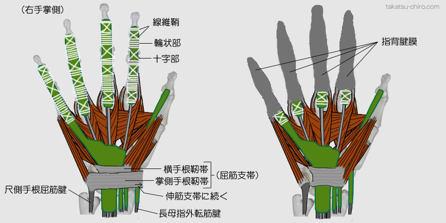 指の線維鞘、指背腱膜