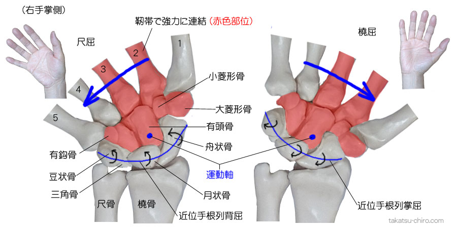 橈屈と尺屈での手根骨の動き
