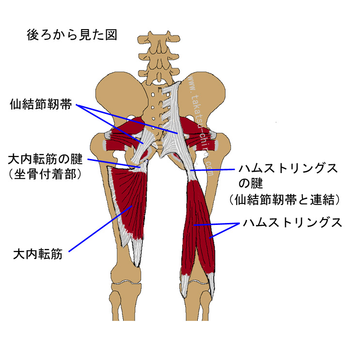 ハムストリングスや大内転筋の坐骨付着部